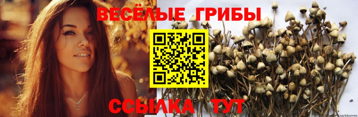 как найти закладки  Вход с VPN  Гай  Псилоцибиновые грибы прущие грибы 